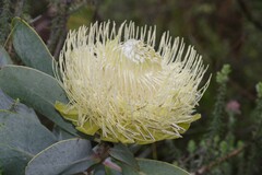 Protea nitida