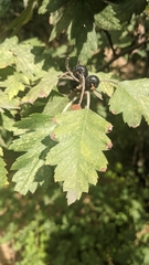 Crataegus chlorosarca