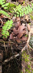 Sarcosphaera coronaria