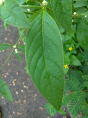 Alternanthera