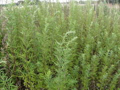 Artemisia verlotiorum