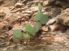Opuntia rufida