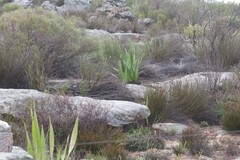 Watsonia vanderspuyae