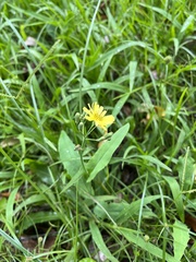 Ixeris chinensis