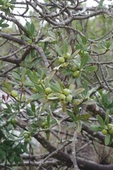 Hyaenanche globosa