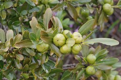 Hyaenanche globosa