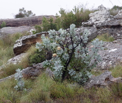 Protea nitida