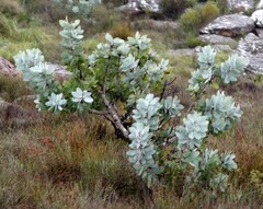 Protea nitida