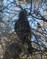 Calyptorhynchus lathami