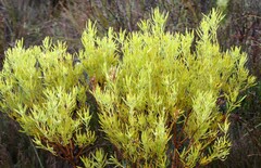 Leucadendron salignum