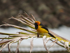 Icterus auricapillus