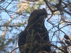 Calyptorhynchus lathami