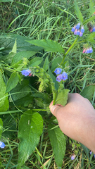 Symphytum × uplandicum