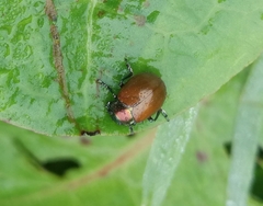Chrysolina polita