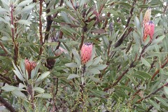 Protea laurifolia