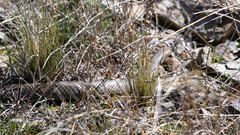 Pseudonaja textilis