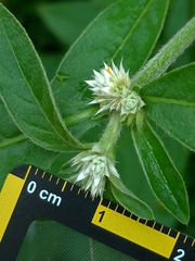 Alternanthera