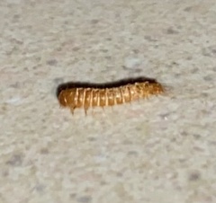 Dermestidae