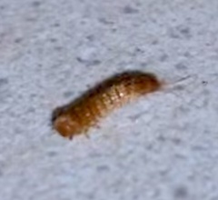 Dermestidae