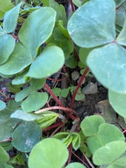 Oxalis purpurea