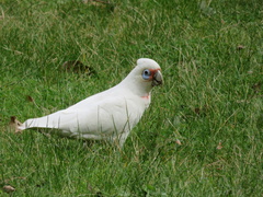 Cacatua
