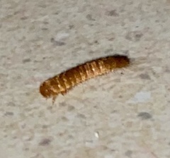 Dermestidae