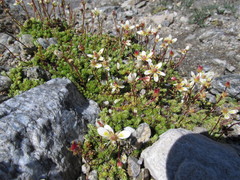 Saxifraga bryoides