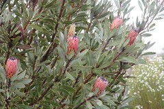 Protea laurifolia