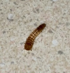 Dermestidae