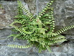 Asplenium trichomanes