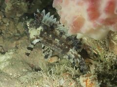 Centrogenys vaigiensis