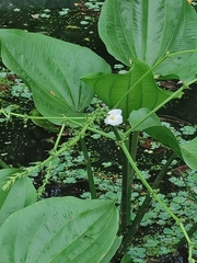 Echinodorus cordifolius