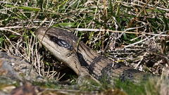 Tiliqua scincoides
