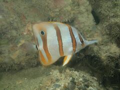 Chelmon rostratus