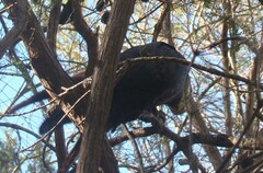 Calyptorhynchus lathami