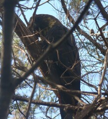 Calyptorhynchus lathami