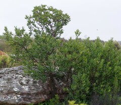 Hyaenanche globosa