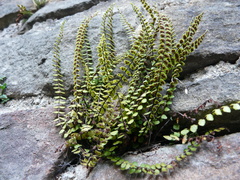 Asplenium trichomanes