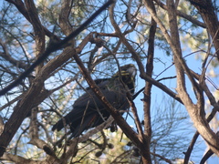 Calyptorhynchus lathami