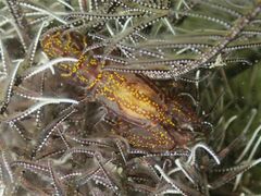 Synalpheus stimpsonii