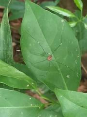 Pseudogagrella splendens