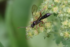 Pimpla rufipes