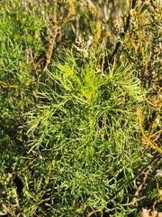 Senecio foeniculoides