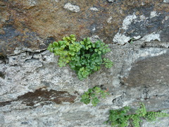 Asplenium ruta-muraria