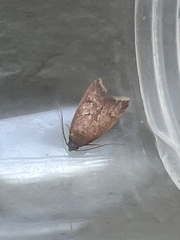 Tachystola acroxantha