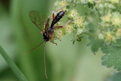 Pimpla rufipes