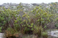 Hyaenanche globosa