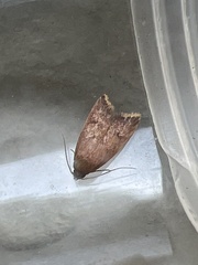 Tachystola acroxantha