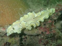 Doriprismatica atromarginata