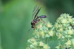 Pimpla rufipes